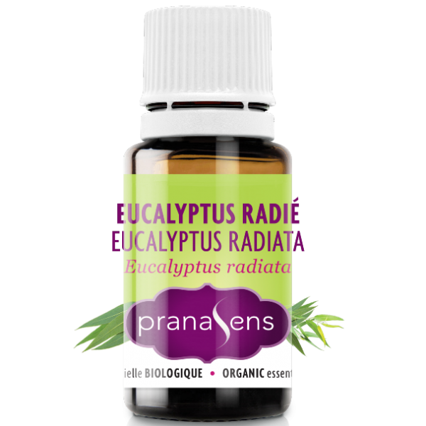 Essential Oil Eucalyptus Radiata by Pranasens