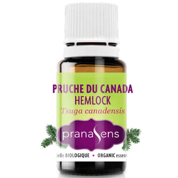 Essential Oil Canadian Hemlock By Pranasens